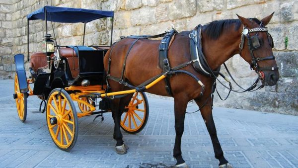 Malaga interdit définitivement les calèches touristiques : une avancée pour le bien-être animal