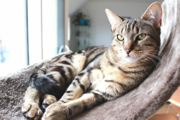 Un chat d’intérieur a-t-il besoin d’être vacciné ?