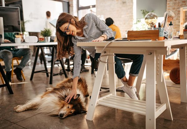 Les chiens au bureau : une tendance en hausse pour réduire le stress et favoriser le retour au travail
